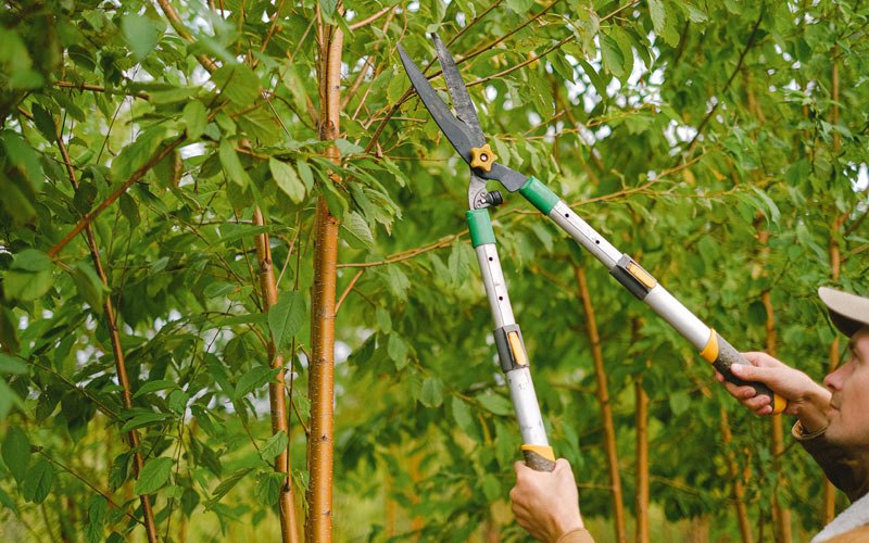 Tree trimming in Hague, ND